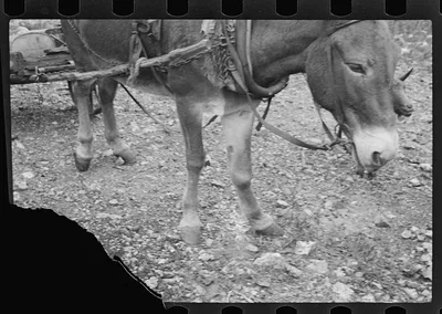 [Untitled photo, possibly related to: Rehabilitation client, Boone…, Arkansas, 1935