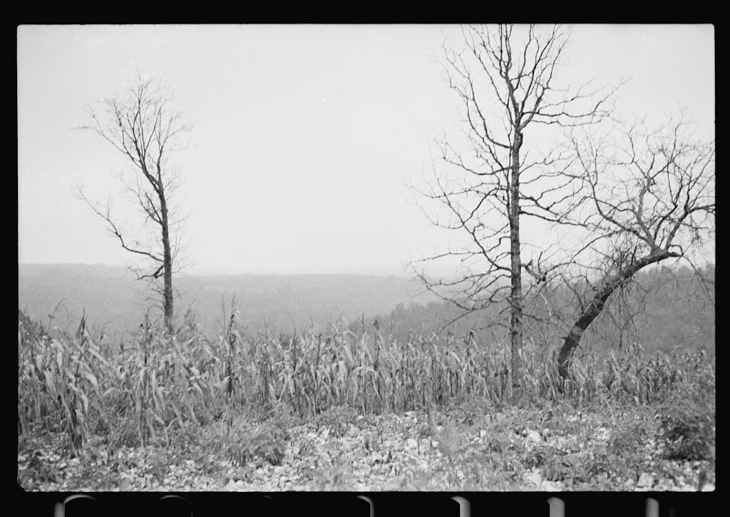 [Untitled photo, possibly related to: Sugarcane worker, Plaquemines…, Louisiana, 1935