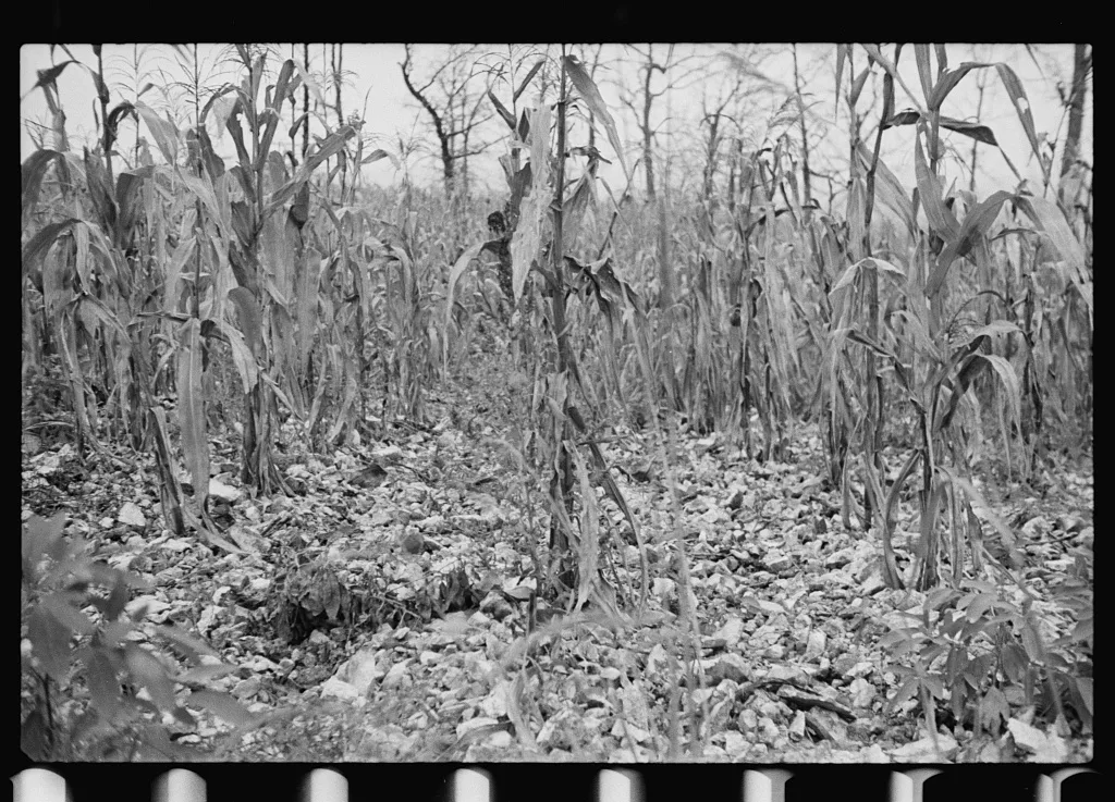 [Untitled photo, possibly related to: Sugarcane worker, Plaquemines…, Louisiana, 1935