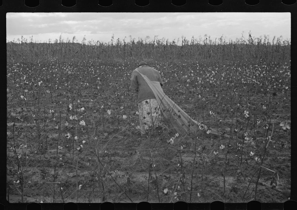 Picking cotton, Pulaski County, Arkansas, 1935