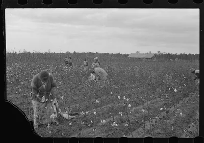 [Untitled photo, possibly related to: Picking cotton, Pulaski County,…, Arkansas, 1935