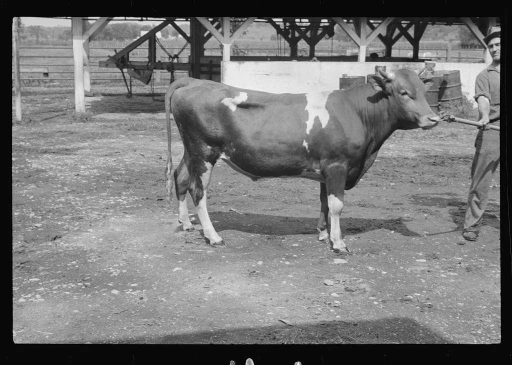 [Untitled photo, possibly related to: Washing a prize bull at the…, West Virginia, 1937