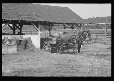 [Untitled photo, possibly related to: Washing a prize bull at the…, West Virginia, 1937