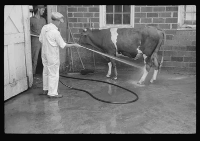 [Untitled photo, possibly related to: Washing a prize bull at the…, West Virginia, 1937
