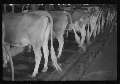[Untitled photo, possibly related to: Washing a prize bull at the…, West Virginia, 1937