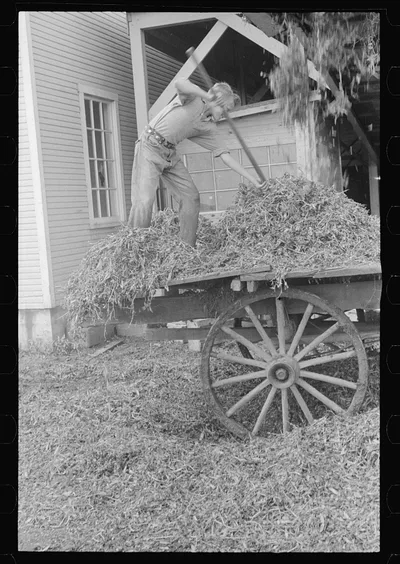 [Untitled photo, possibly related to: "At a pea vinery," central…, Ohio, 1938