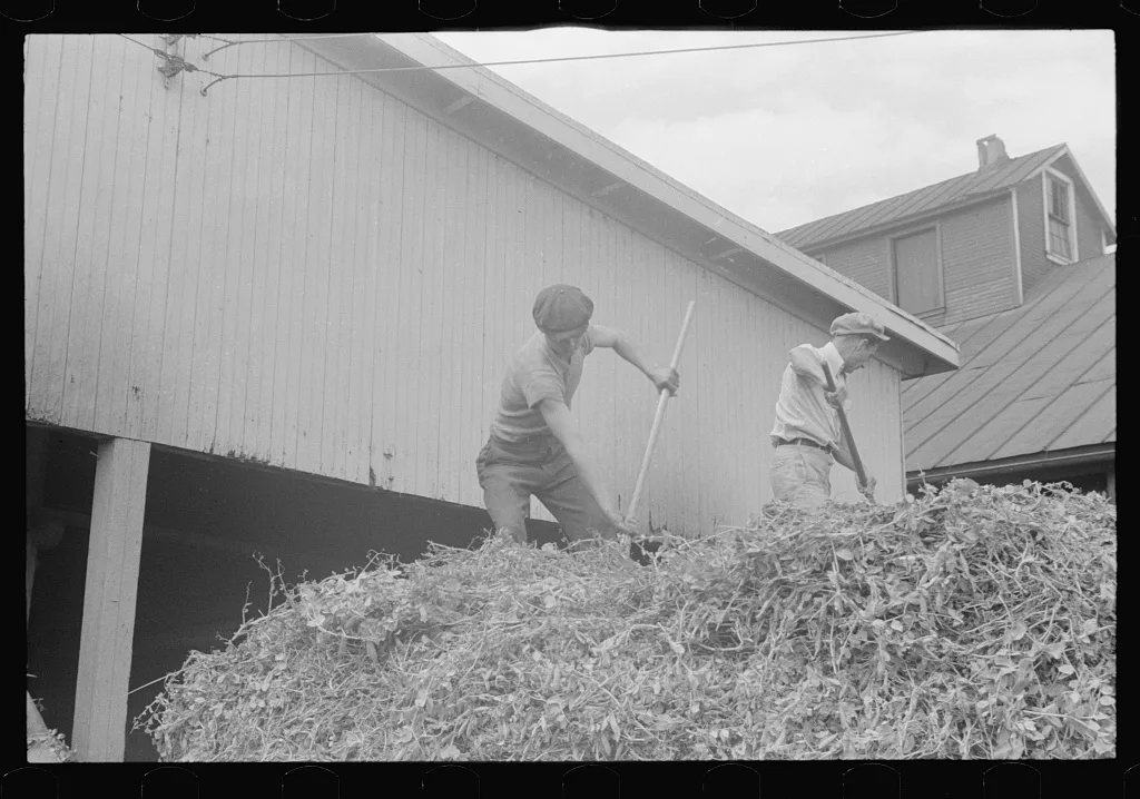 [Untitled photo, possibly related to: "At a pea vinery," central…, Ohio, 1938