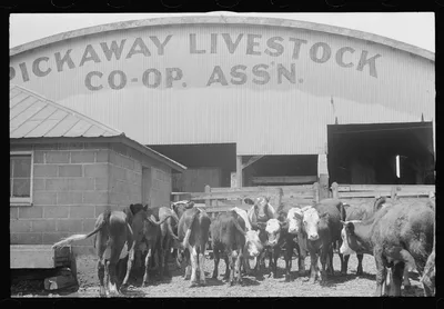 Cattle in pen at Pickaway Livestock Cooperative Association, central…, Ohio, 1938