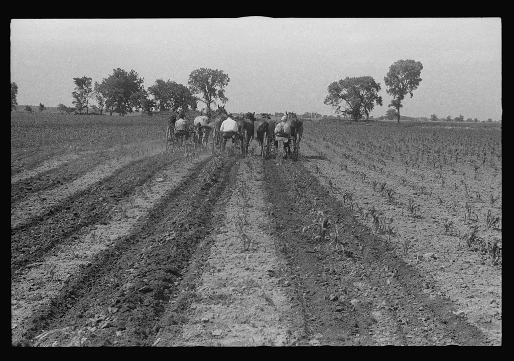 Cultivating corn with two-row cultivator, central Ohio, 1938