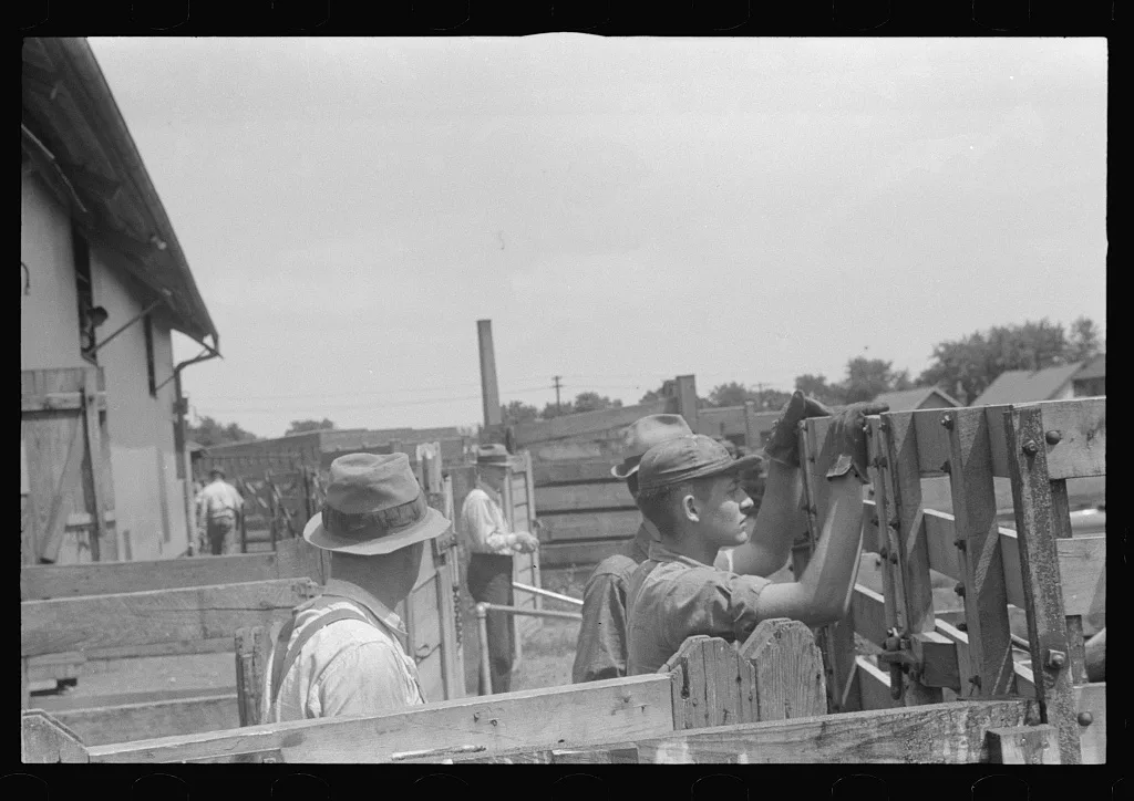 [Untitled photo, possibly related to: Cattle in pens at Pickaway…, Ohio, 1938
