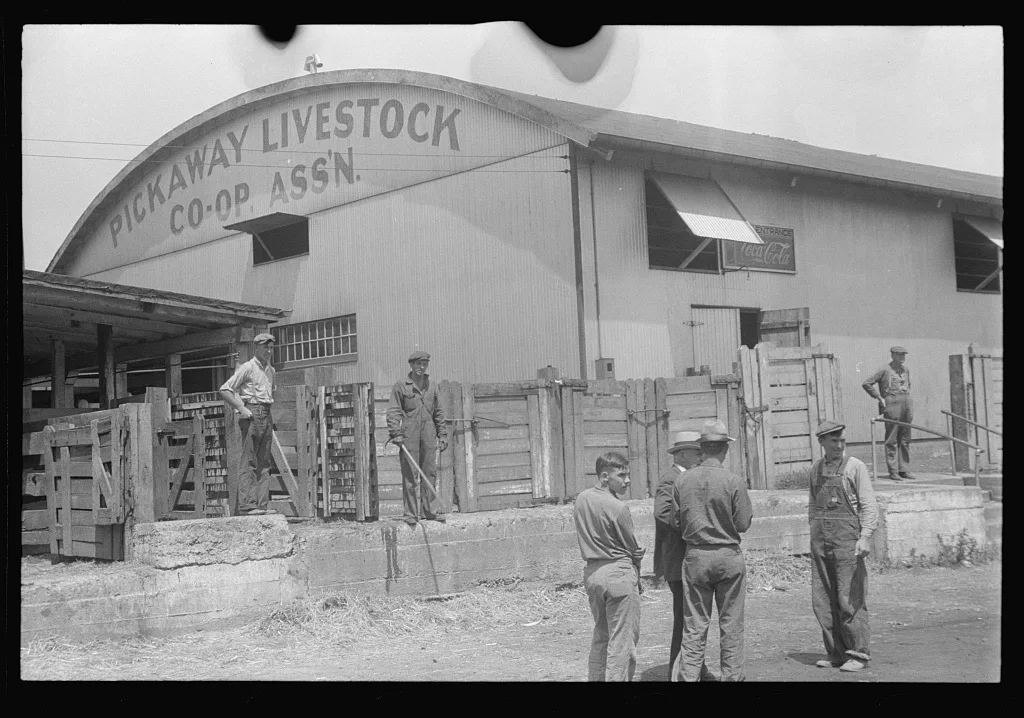 Unloading platform at the Pickaway Livestock Cooperative Association,…, Ohio, 1938