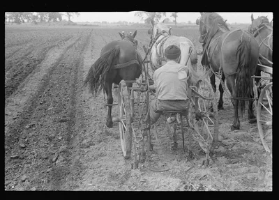 [Untitled photo, possibly related to: Cultivating corn with two-row…, Ohio, 1938