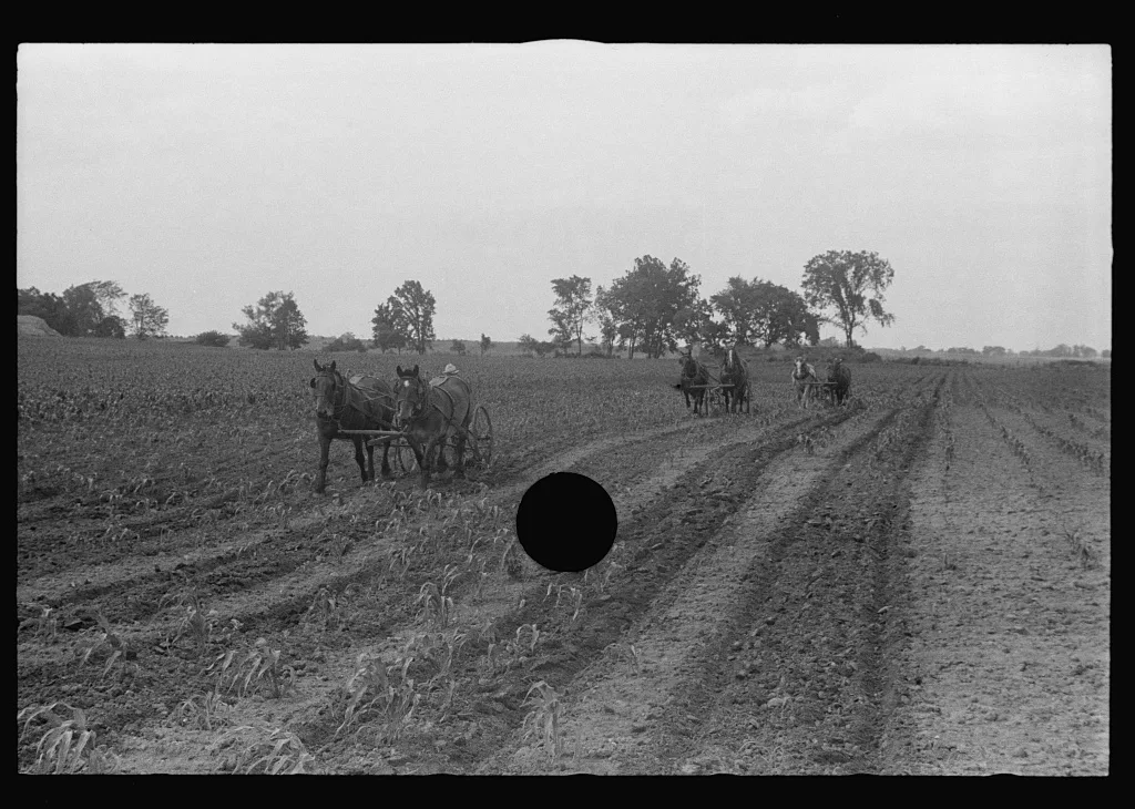 [Untitled photo, possibly related to: Cultivating corn with two-row…, Ohio, 1938