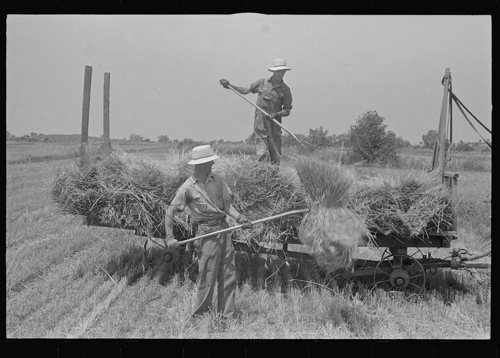 Loading bundles of wheat for hauling to thresher, central Ohio, 1938