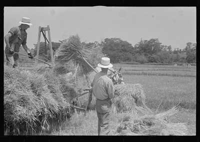 [Untitled photo, possibly related to: Loading bundles of wheat for…, Ohio, 1938