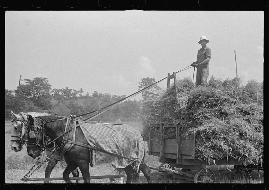Hauling wheat to thresher, central Ohio, 1938