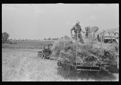 [Untitled photo, possibly related to: Hauling wheat to thresher,…, Ohio, 1938