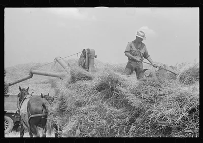 [Untitled photo, possibly related to: Hauling wheat to thresher,…, Ohio, 1938