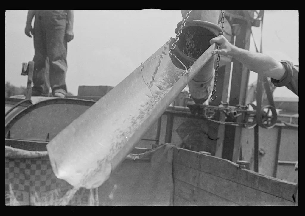 [Untitled photo, possibly related to: Filling truck with threshed…, Ohio, 1938