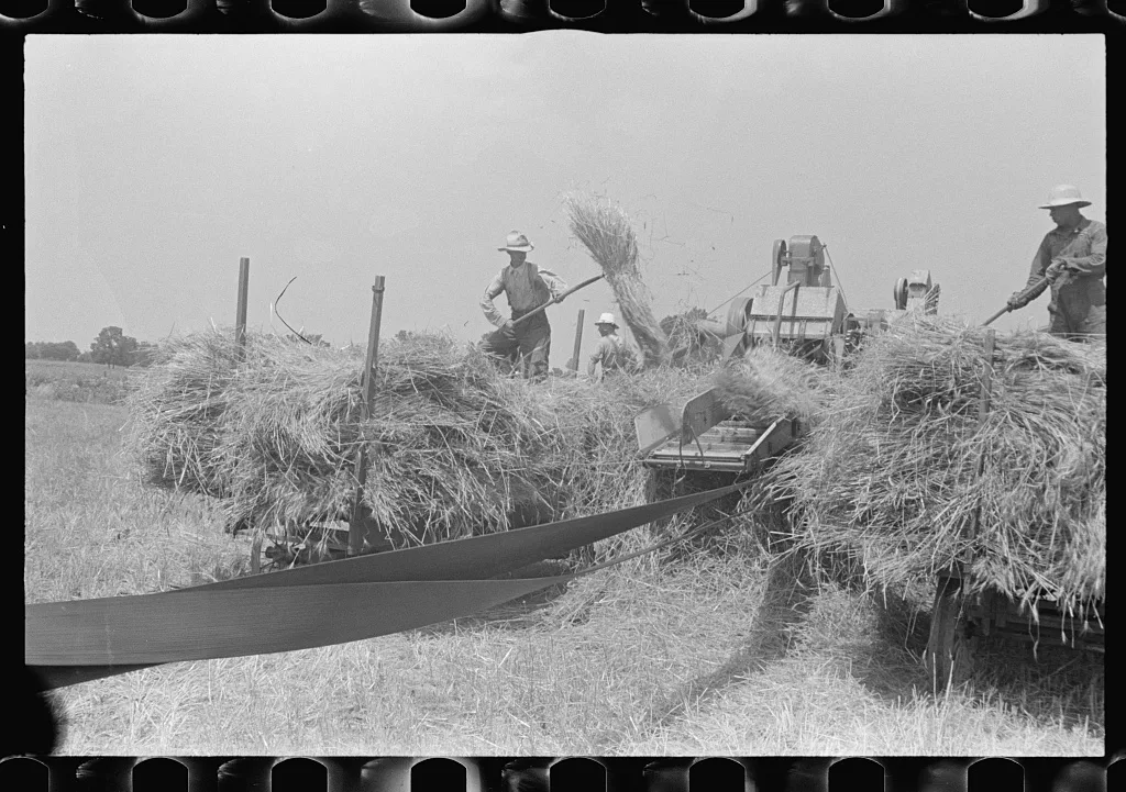 [Untitled photo, possibly related to: Filling truck with threshed…, Ohio, 1938