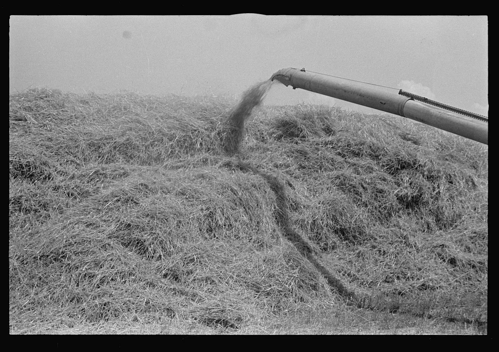 [Untitled photo, possibly related to: Filling truck with threshed…, Ohio, 1938
