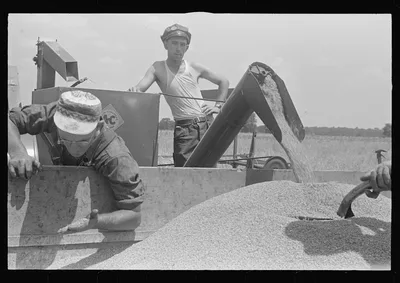 Dumping wheat into truck from combine, central Ohio, 1938