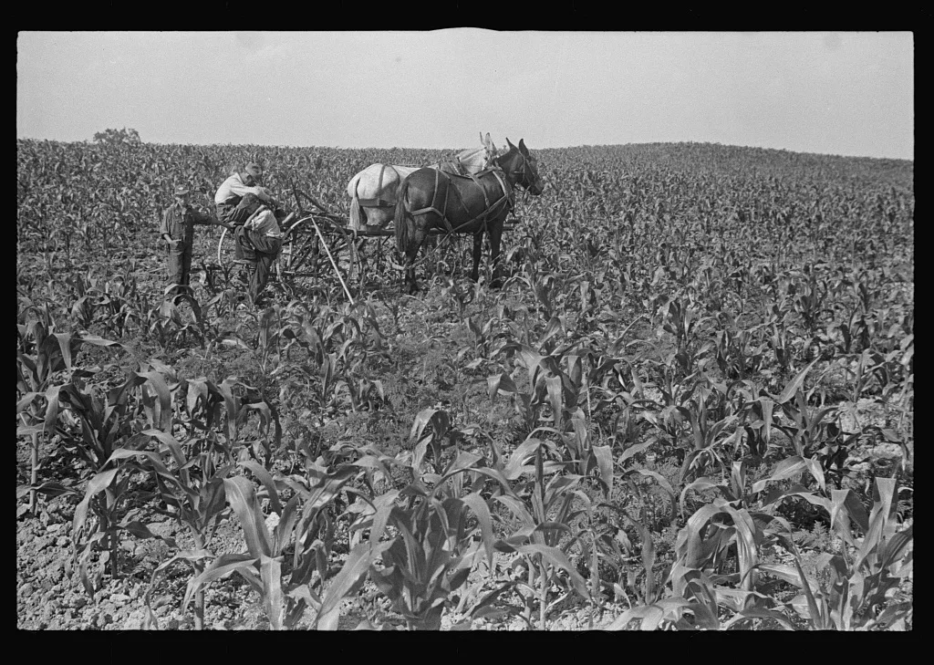 [Untitled photo, possibly related to: Cultivating corn, central Ohio], 1938