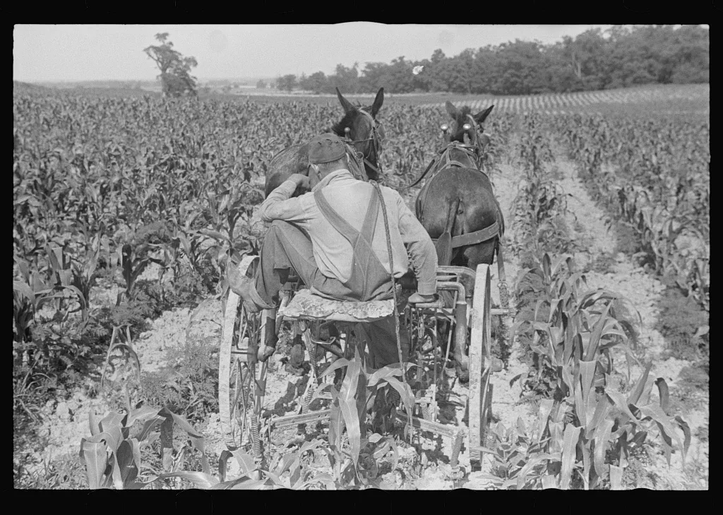 Cultivating corn, central Ohio, 1938