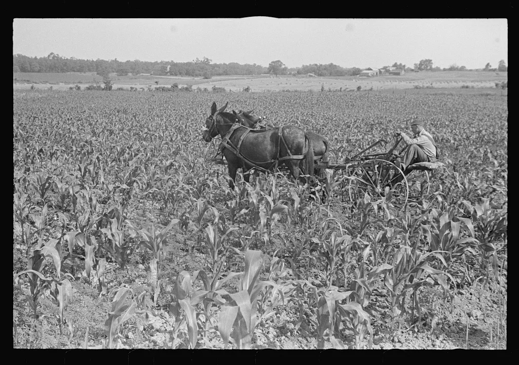 Cultivating corn, central Ohio, 1938