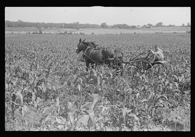 Cultivating corn, central Ohio, 1938