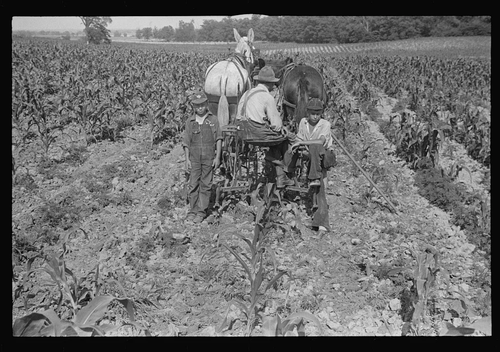 [Untitled photo, possibly related to: Cultivating corn, central Ohio], 1938