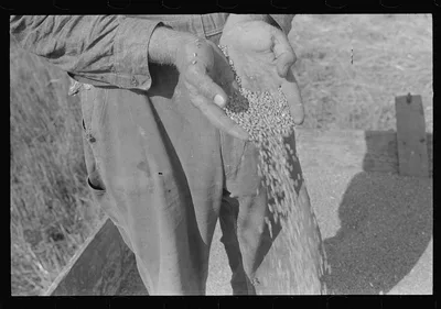 Wheat, central Ohio (see general caption), 1938