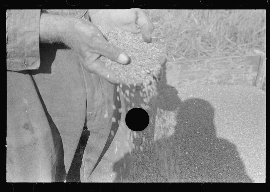 [Untitled photo, possibly related to: Wheat, central Ohio (see…, 1938