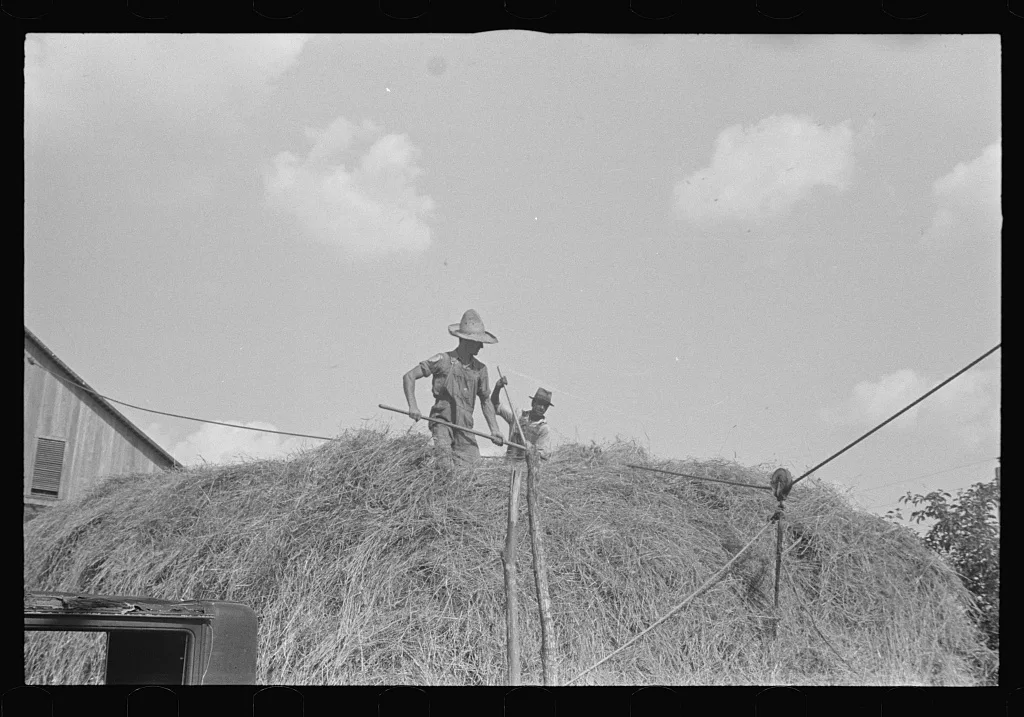 [Untitled photo, possibly related to: Stacking hay with cable rig and…, Ohio, 1938