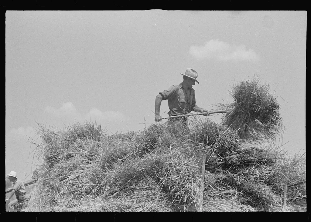 [Untitled photo, possibly related to: Loading bundles of wheat for…, Ohio, 1938
