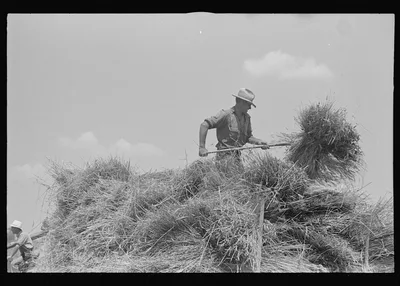 [Untitled photo, possibly related to: Loading bundles of wheat for…, Ohio, 1938