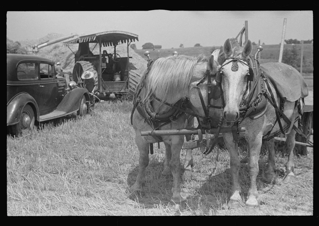 [Untitled photo, possibly related to: Loading bundles of wheat for…, Ohio, 1938