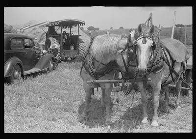[Untitled photo, possibly related to: Loading bundles of wheat for…, Ohio, 1938