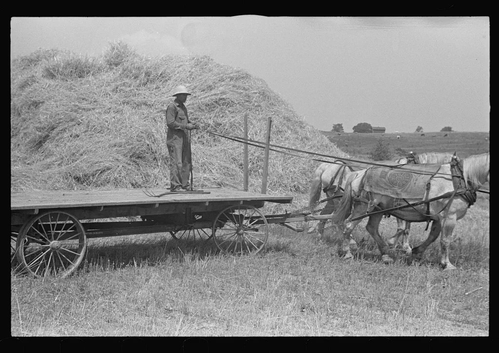 [Untitled photo, possibly related to: Loading bundles of wheat for…, Ohio, 1938
