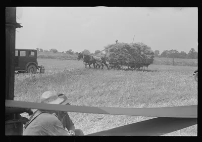 [Untitled photo, possibly related to: Loading bundles of wheat for…, Ohio, 1938