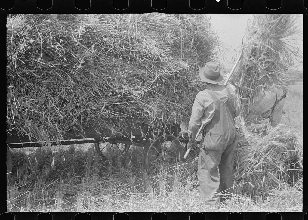 [Untitled photo, possibly related to: Loading bundles of wheat for…, Ohio, 1938