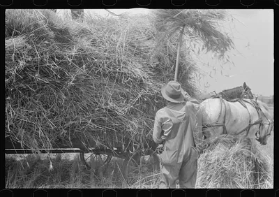 [Untitled photo, possibly related to: Loading bundles of wheat for…, Ohio, 1938