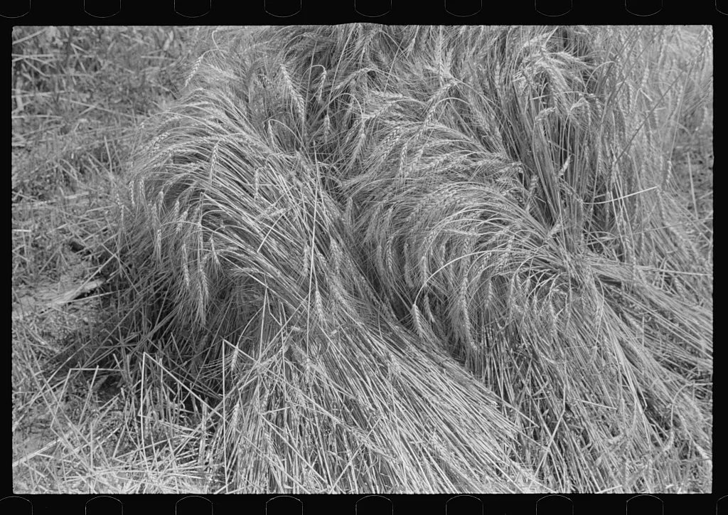Wheat in shock, central Ohio, 1938