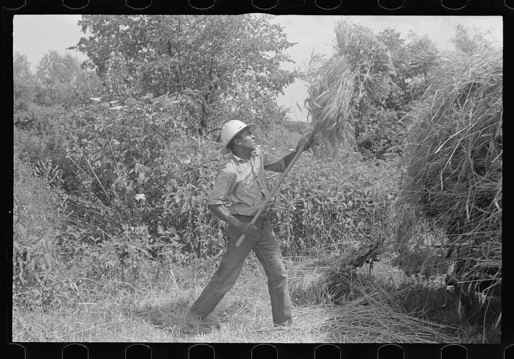 [Untitled photo, possibly related to: Loading bundles of wheat for…, Ohio, 1938