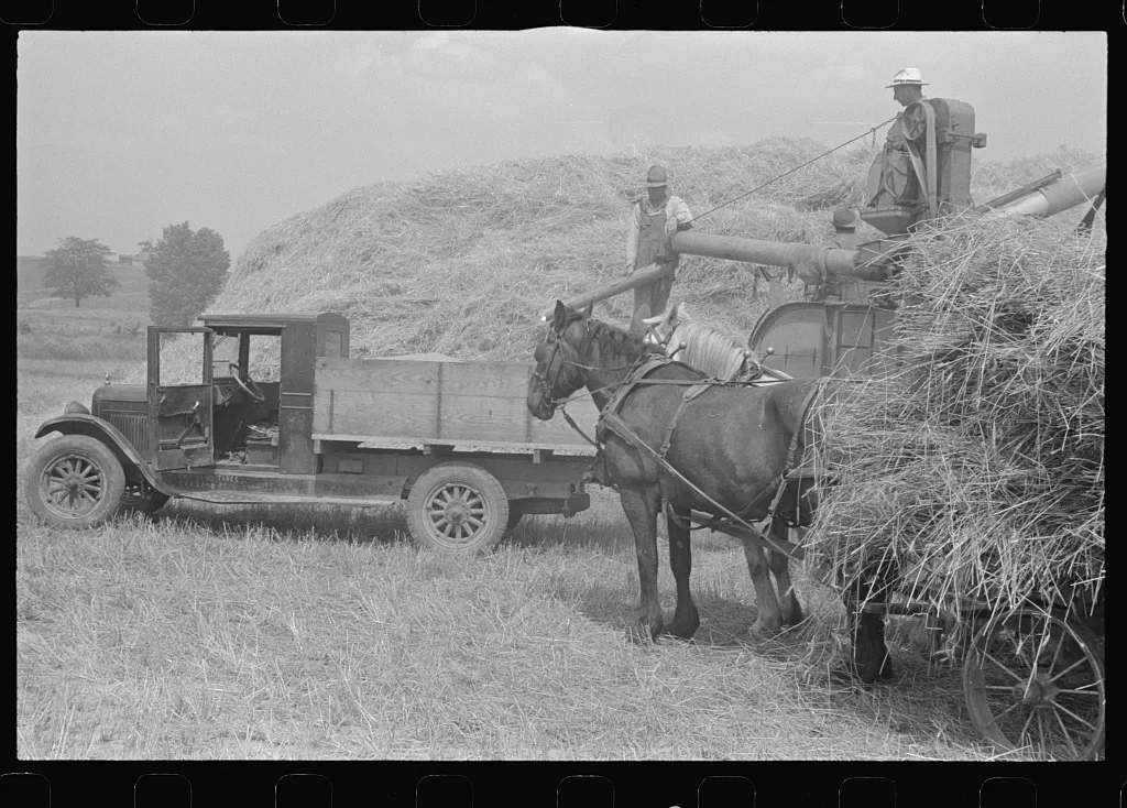 [Untitled photo, possibly related to: Wheat straw being piled by…, Ohio, 1938