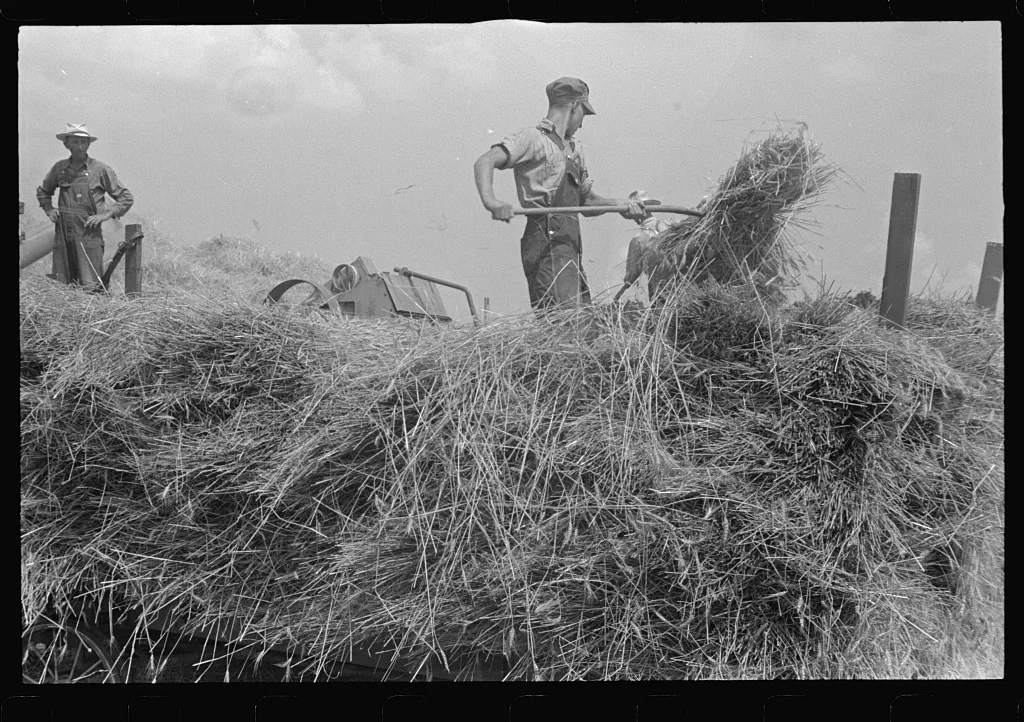Wheat harvest in the field. Feeding the thresher, central Ohio (see…, 1938