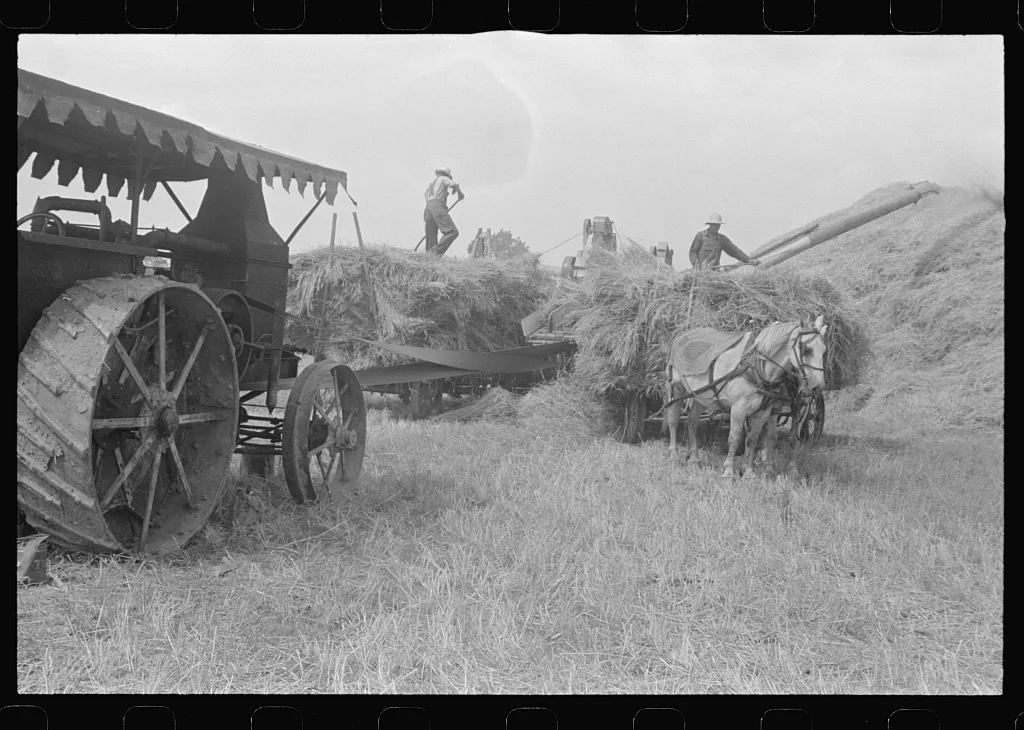 Wheat harvest in the field. Feeding the thresher, central Ohio (see…, 1938