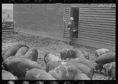 Mr. Thaxton, farmer, near Mechanicsburg, Ohio, feeding his pigs, 1938