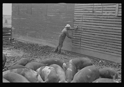 Virgil Thaxton closing door to corn crib; corn crib and barn on farm,…, Ohio, 1938