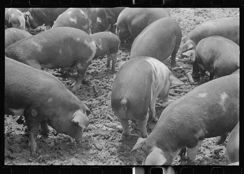 Hogs on Thaxton farm near Mechanicsburg, Ohio, 1938